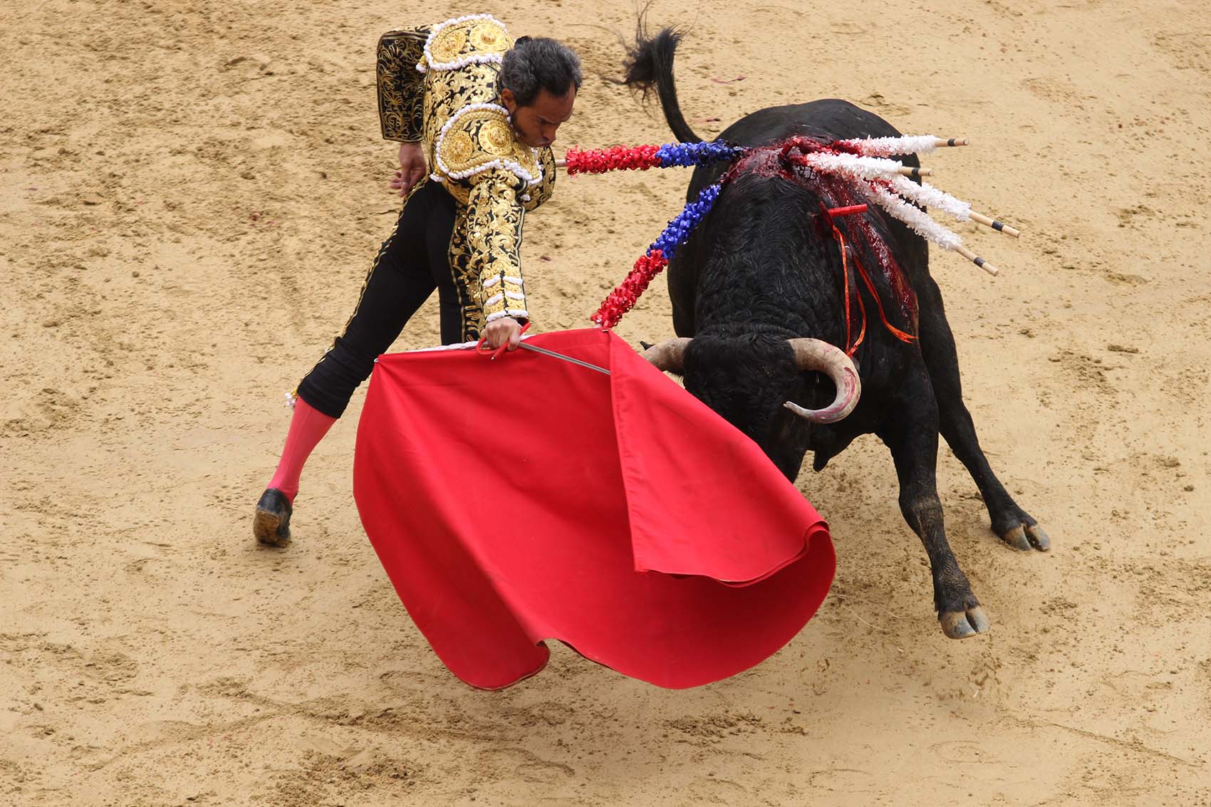 Toros Toros