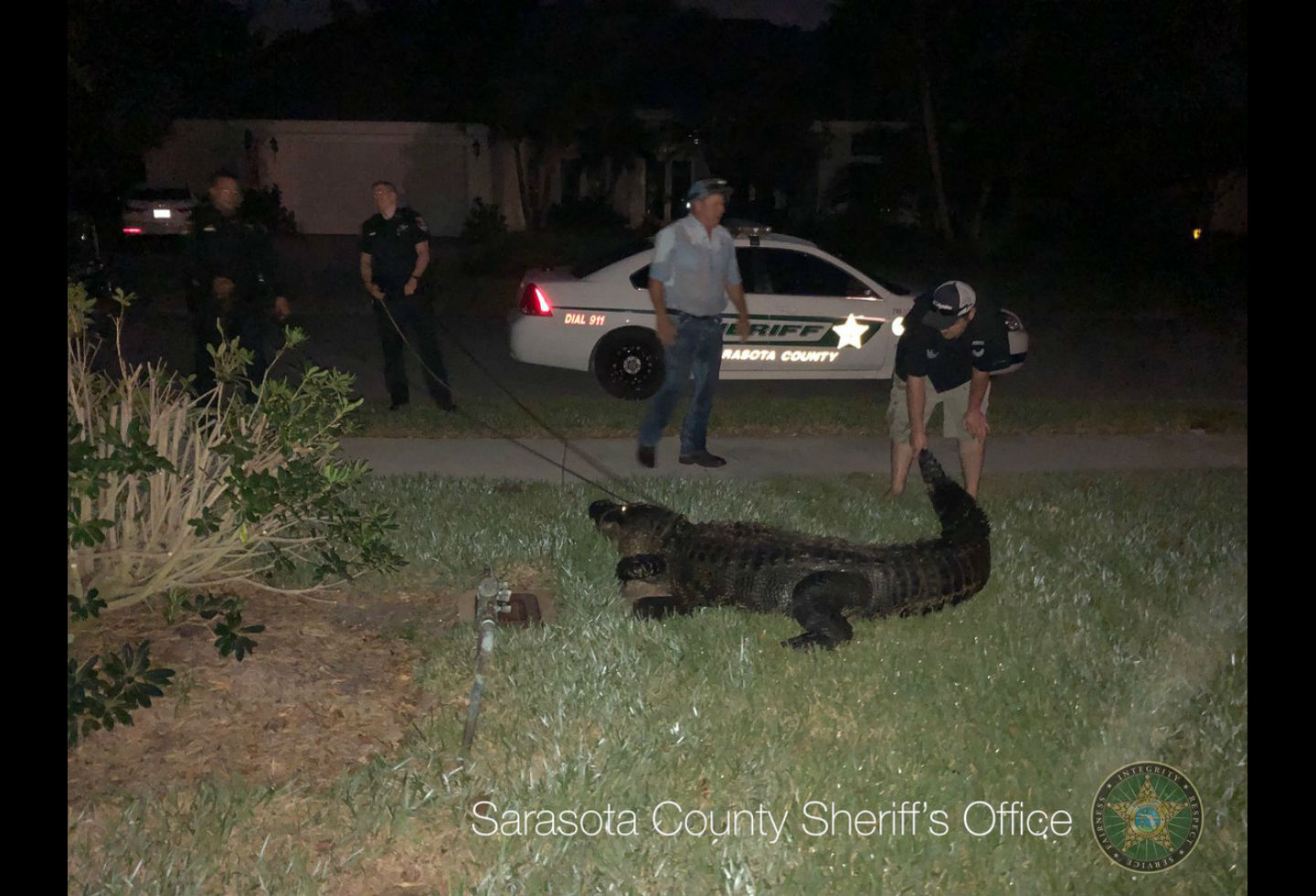 Policías llegaron a sacar a un cocodrilo de una piscina en Florida Policías llegaron a sacar a un cocodrilo de una piscina en Florida