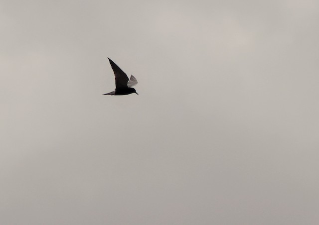 Avistamiento de aves. Avistamiento de aves.