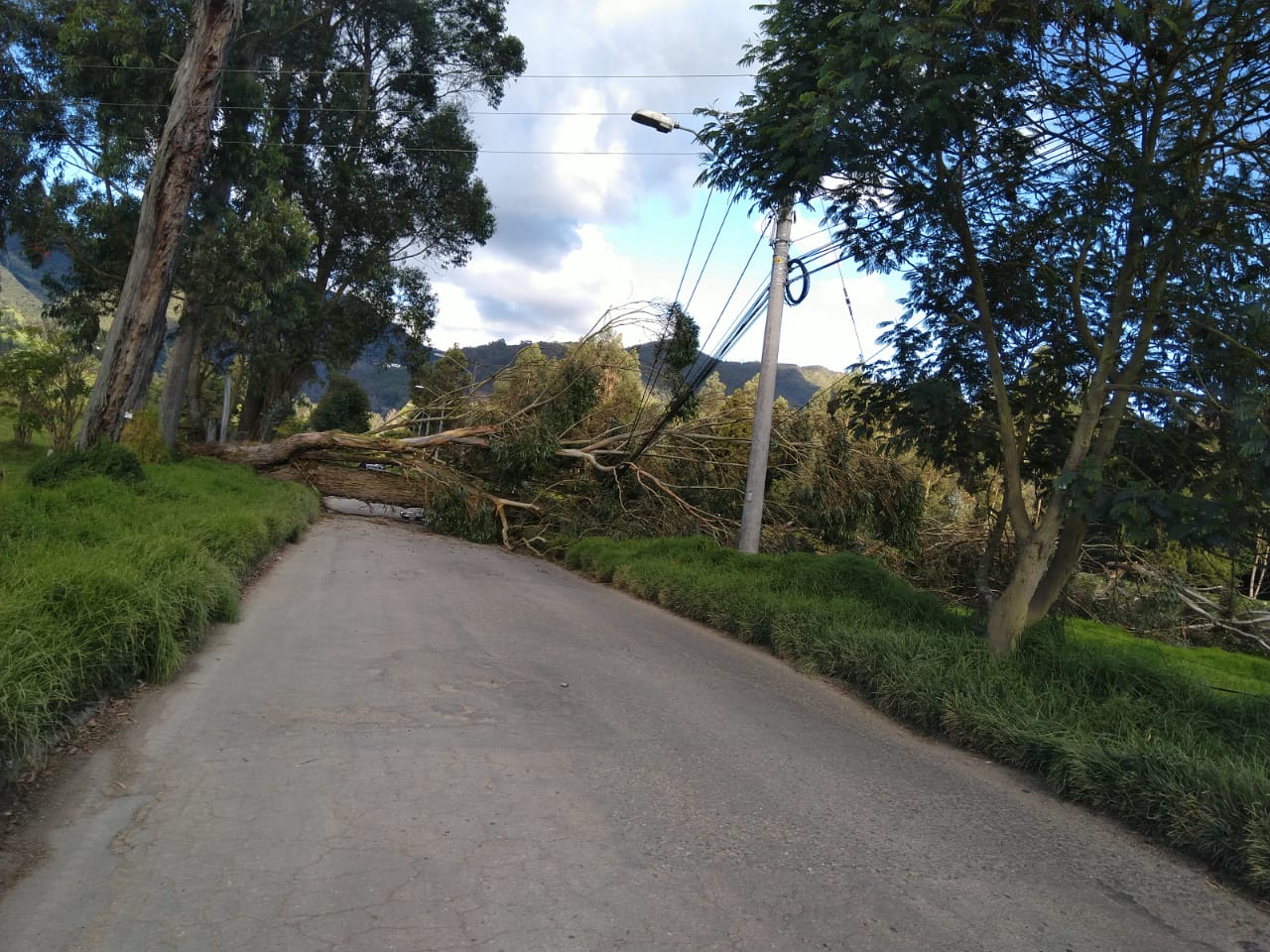 Árbol caído en la vía a Guaymaral