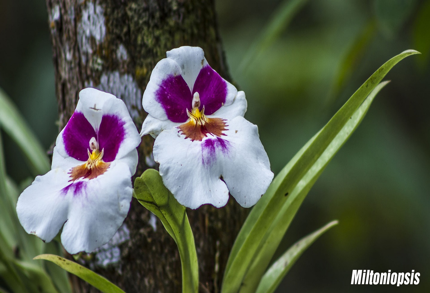 Flores exclusivas y más reconocidas de Colombia | RCN Radio