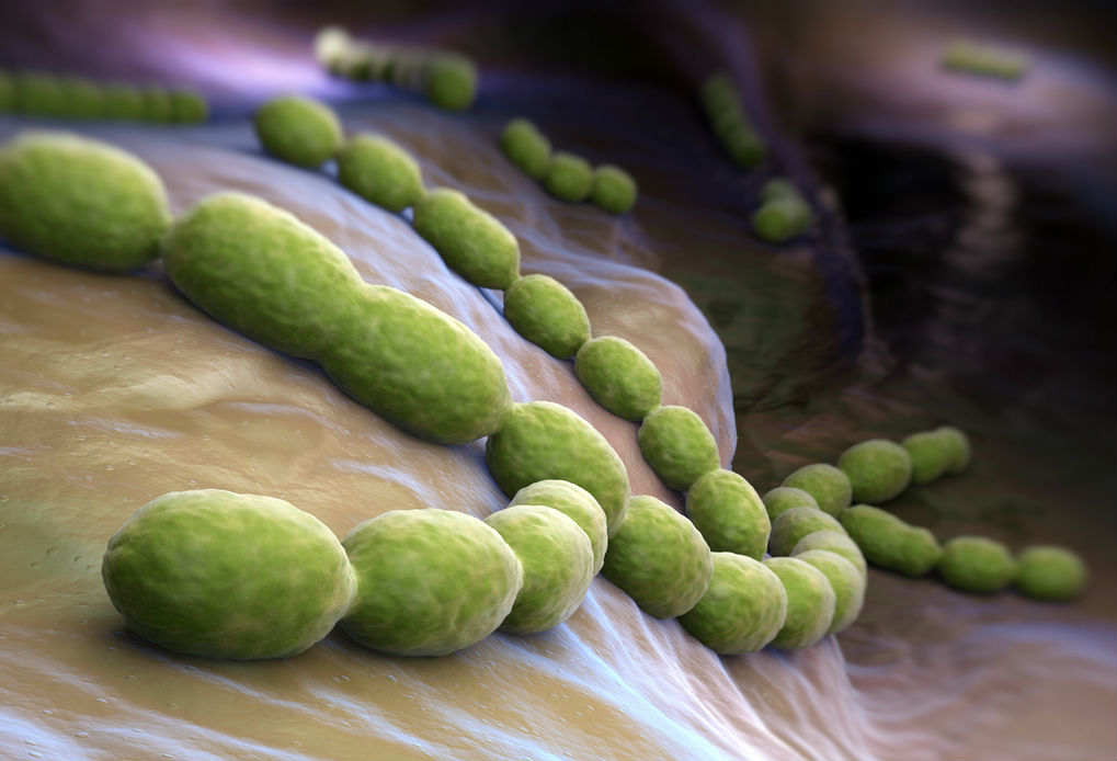 Gonorrea: Esta infección ocurre a causa la bacteria Neisseria gonorrhoeae Gonorrea: Esta infección ocurre a causa la bacteria Neisseria gonorrhoeae