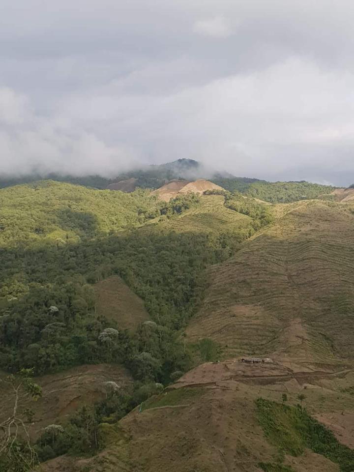 Afectaciones ambientales - cultivos de aguacate hass Quindío