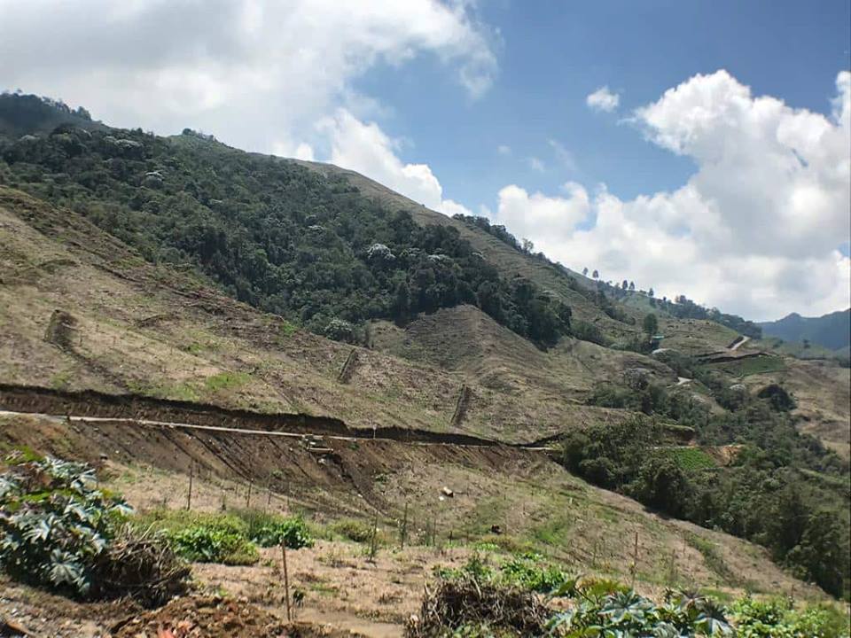 Afectaciones ambientales - cultivos de aguacate hass Quindío