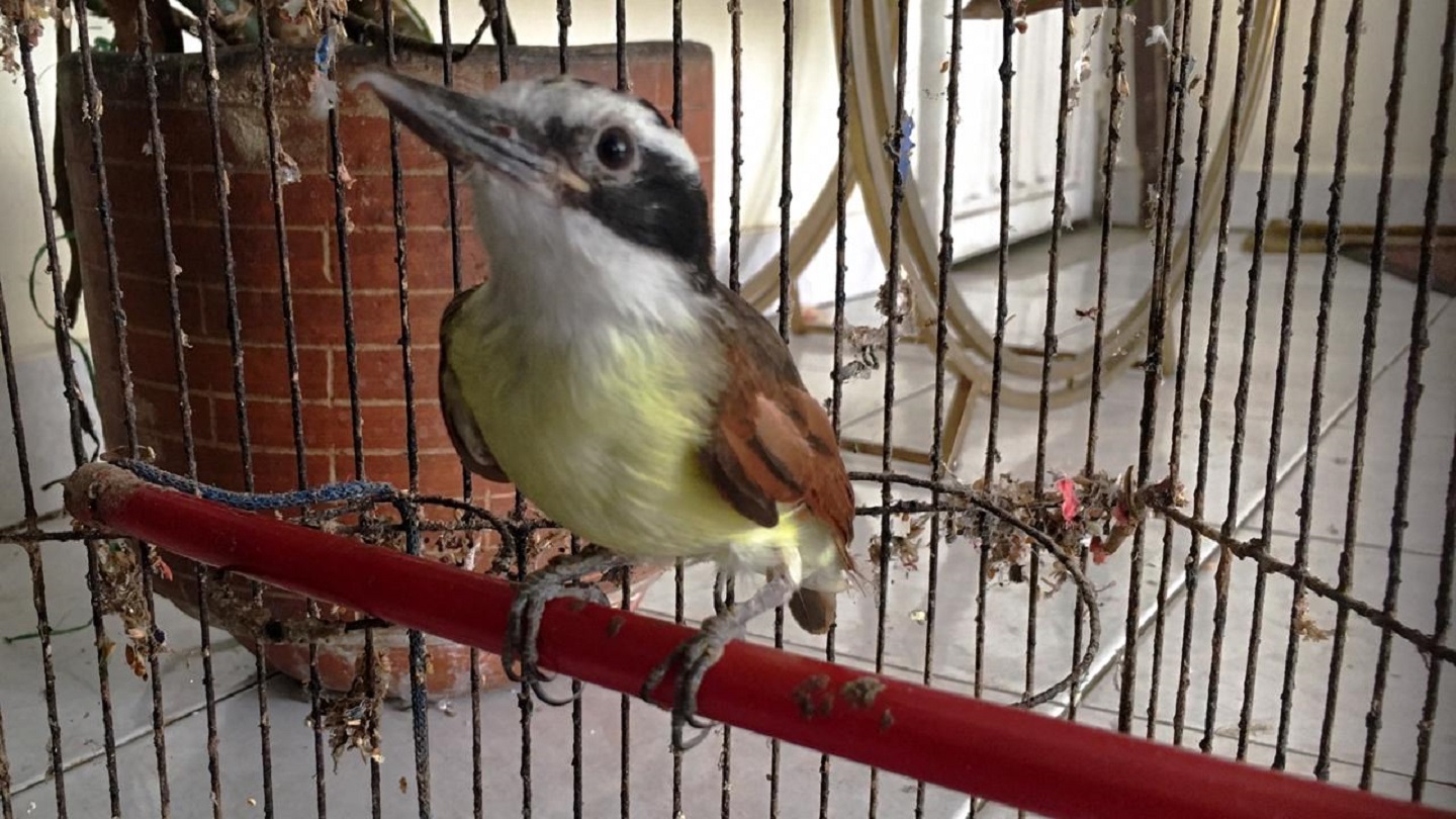 Estas aves fueron recuperadas en el occidente de Bogotá