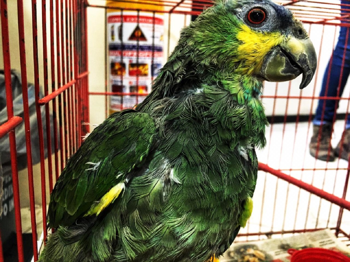 Estas aves fueron recuperadas en el occidente de Bogotá