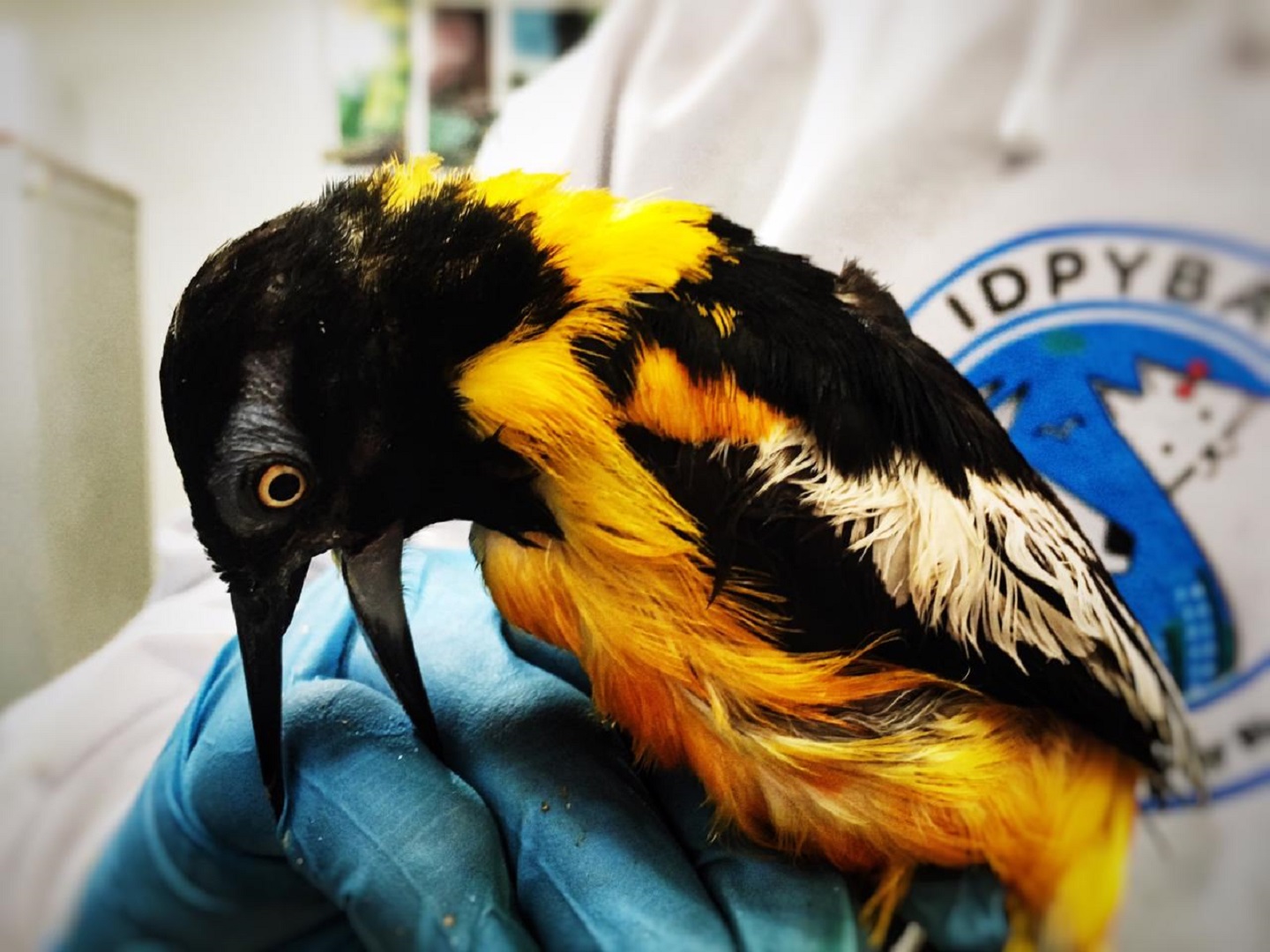 Estas aves fueron recuperadas en el occidente de Bogotá