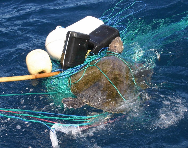 Tortugas marinas plásticos