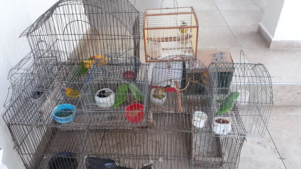 Tráfico de fauna silvestre
