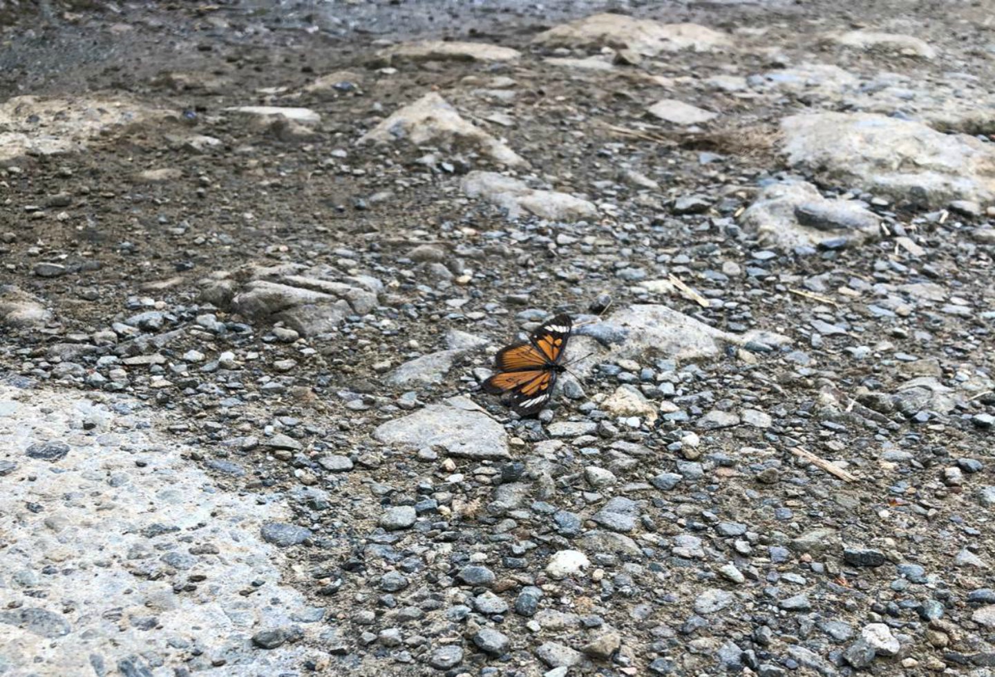 Mariposa