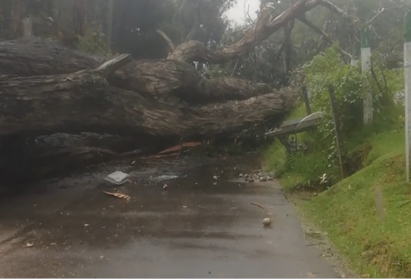 Alerta en Bogotá por la caída de árboles en vía pública [Video] | RCN Radio