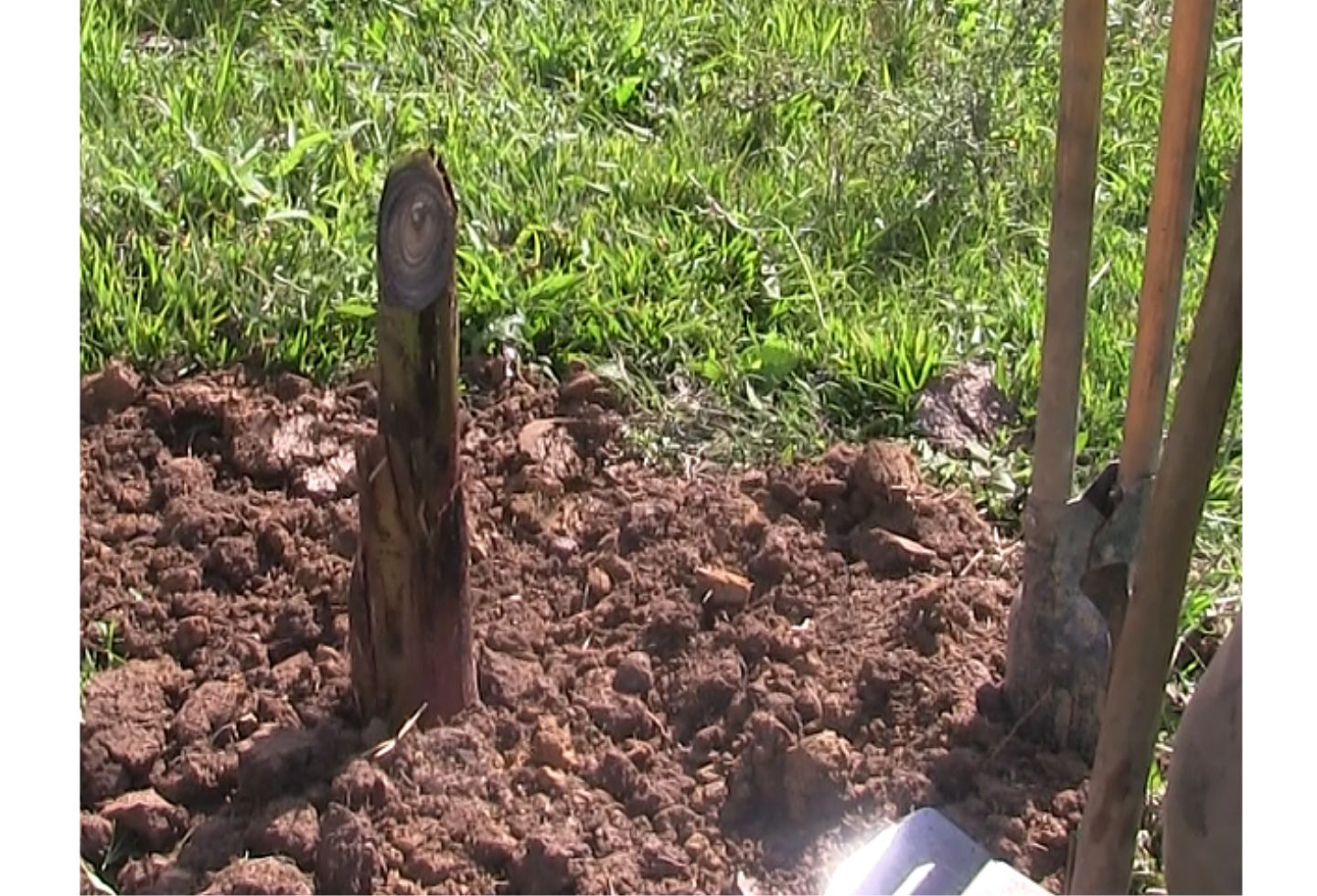 El cultivo de plátano en Pacho (Cundinamarca).