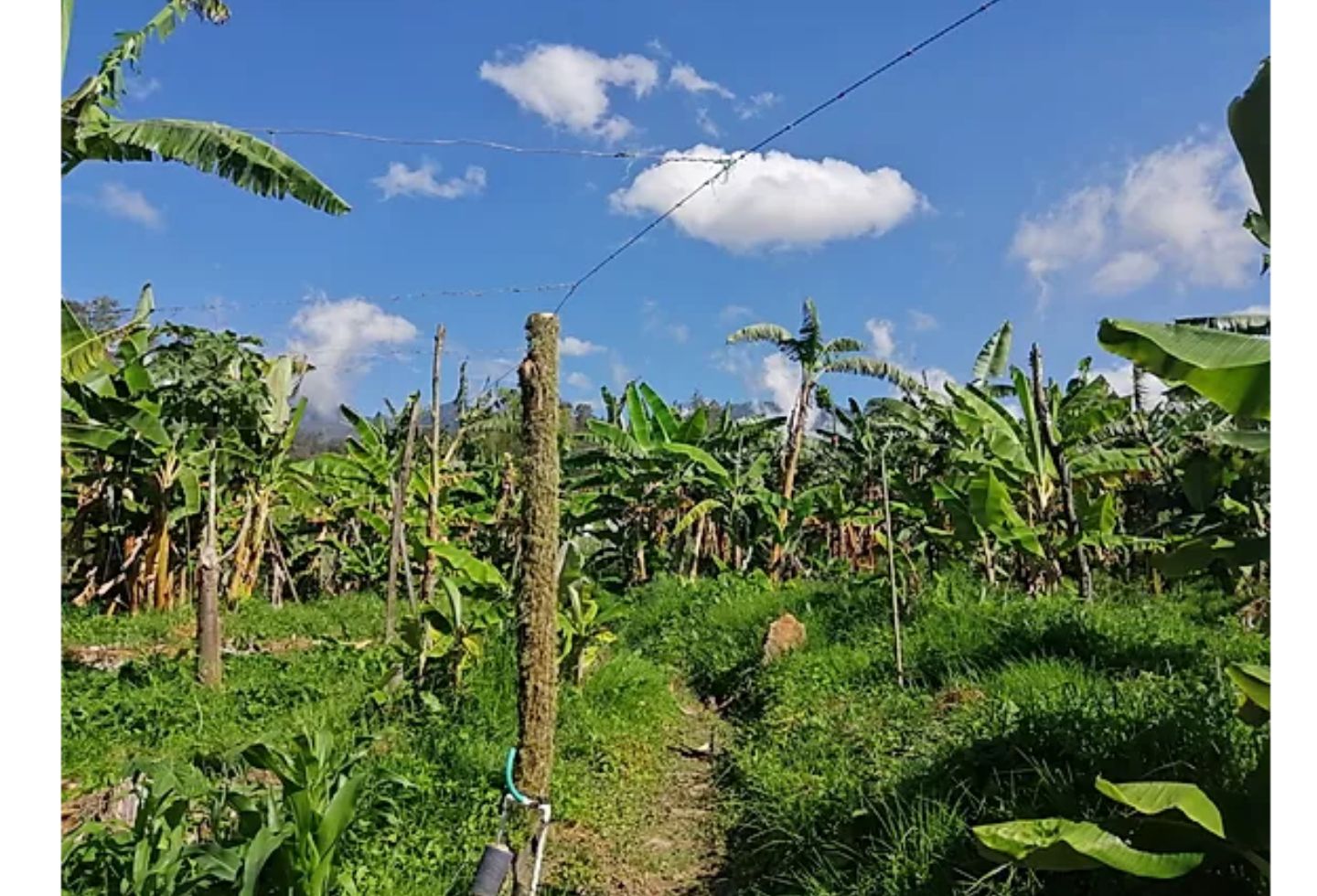 Hectáreas de plátano cultivadas en las veredas Llano del Trigo sector Loma Alta, y La Moya.