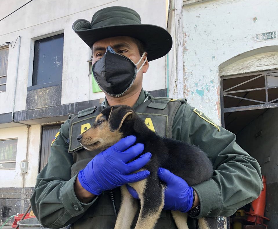 Autoridades adelantan actividad de protección a animales de calle en diferentes sectores de la ciudad.