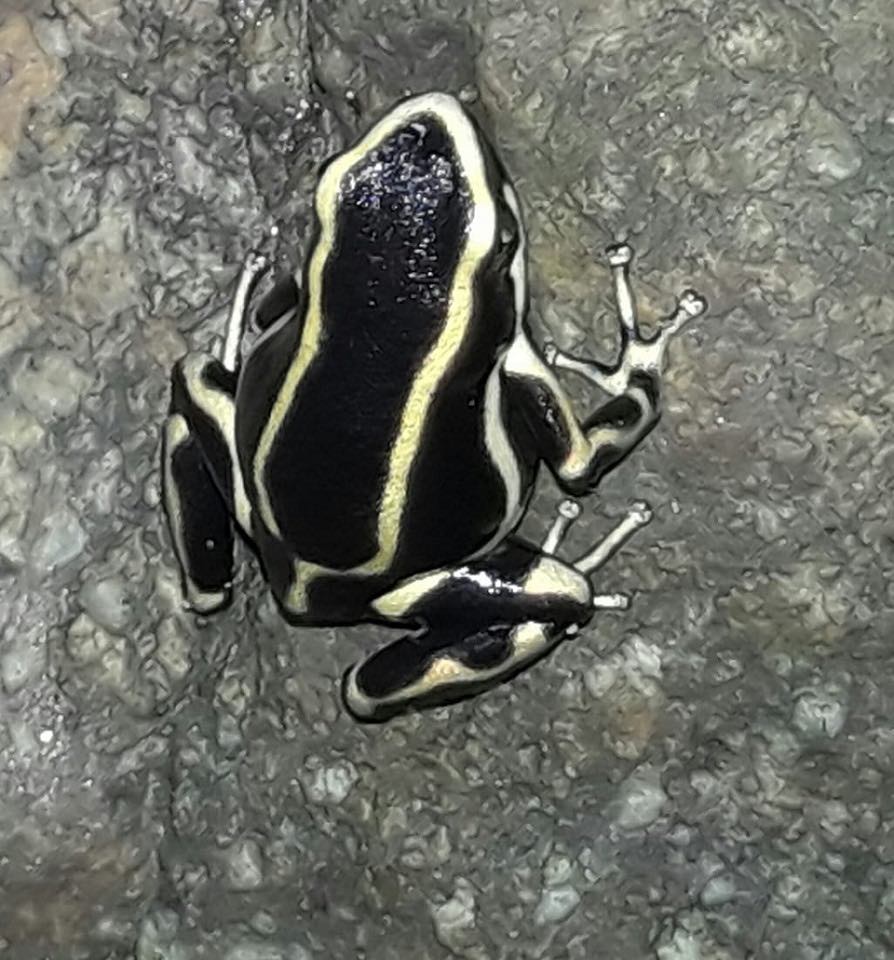 Una de las especies de rana más pequeñas en Colombia.