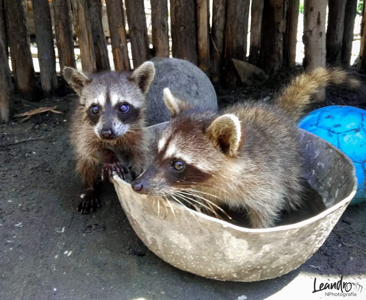 Mapache- zorra.