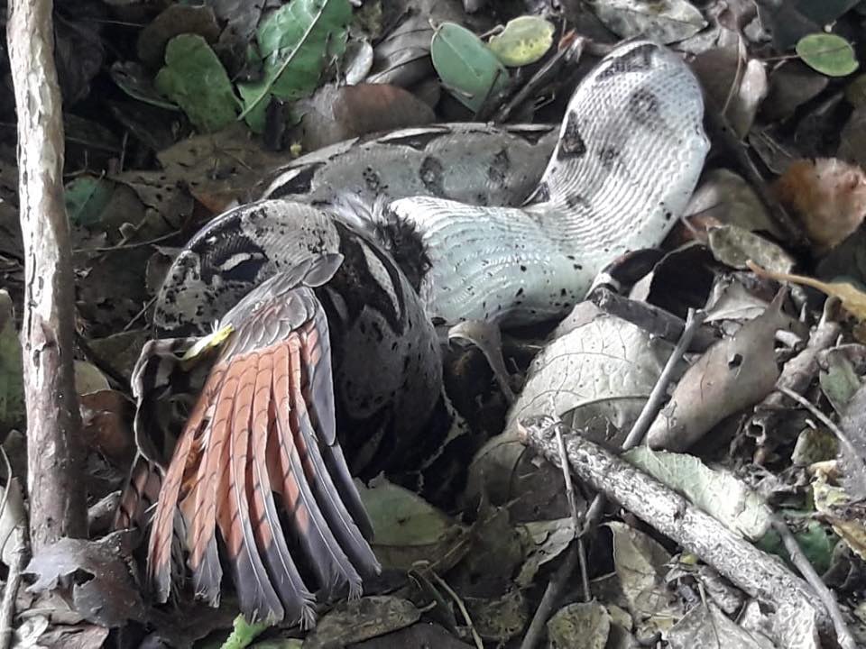 Boa constrictor (se está alimentando)