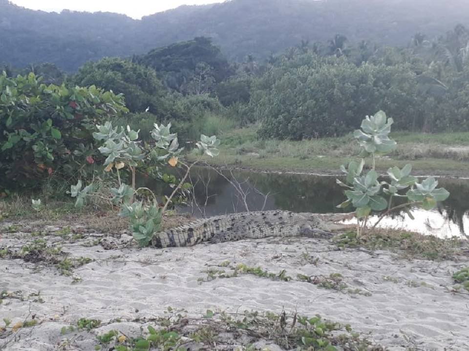 Caimán aguja en Parque Tayrona.