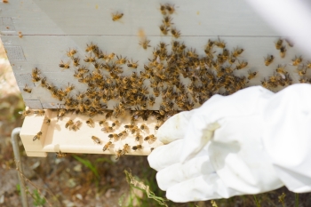 Panal de abejas