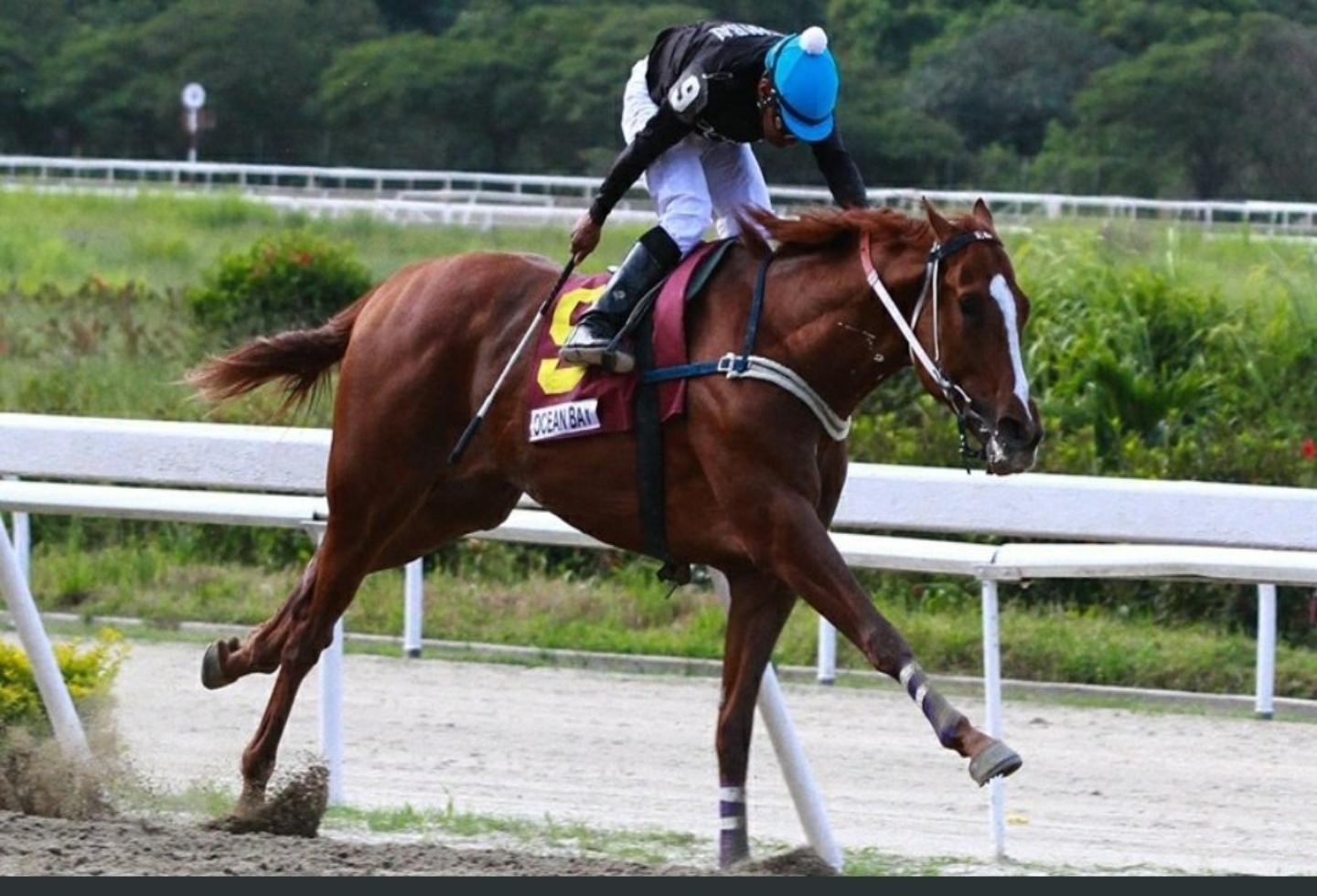 ¿Cuál es el mejor caballo de Venezuela