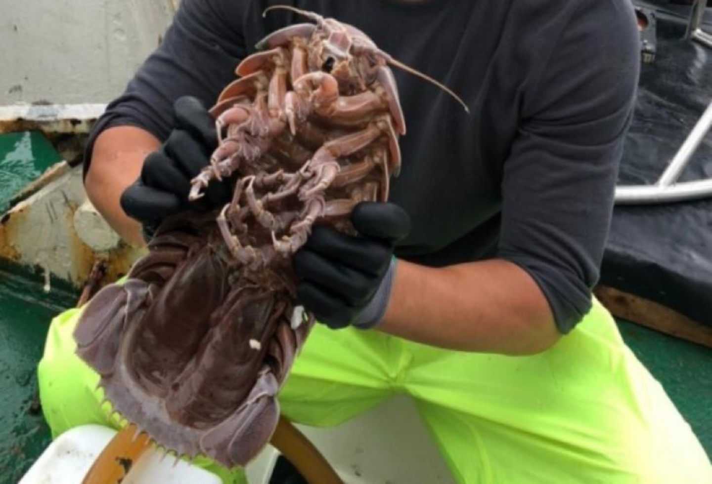 Descubren cucaracha gigante en el fondo del mar