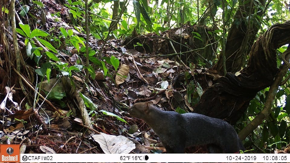 Jaguarundi 5