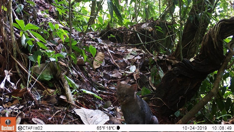 Jaguarundi 6