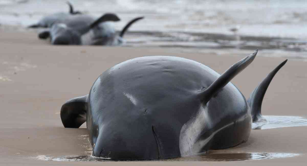 Australia: Aparecieron 230 ballenas varadas en la orilla del mar, la mitad murieron y preparan operativo rescate