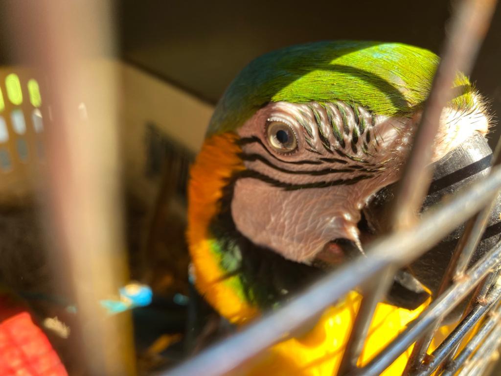 Animales SIlvestres
