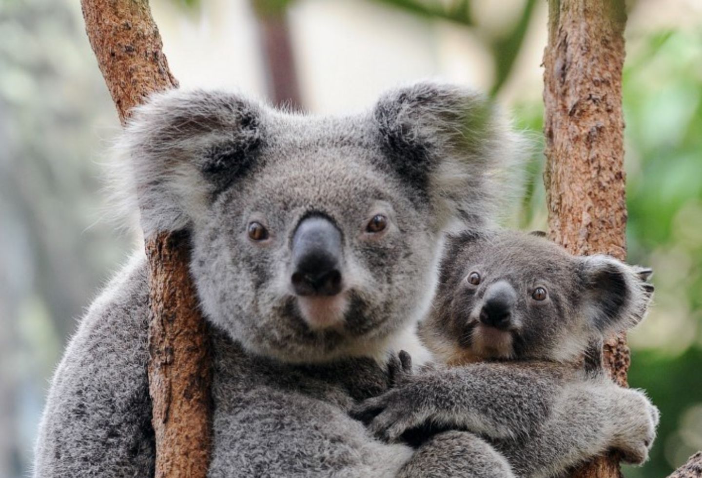 El koala australiano es una especie en peligro de extinción.