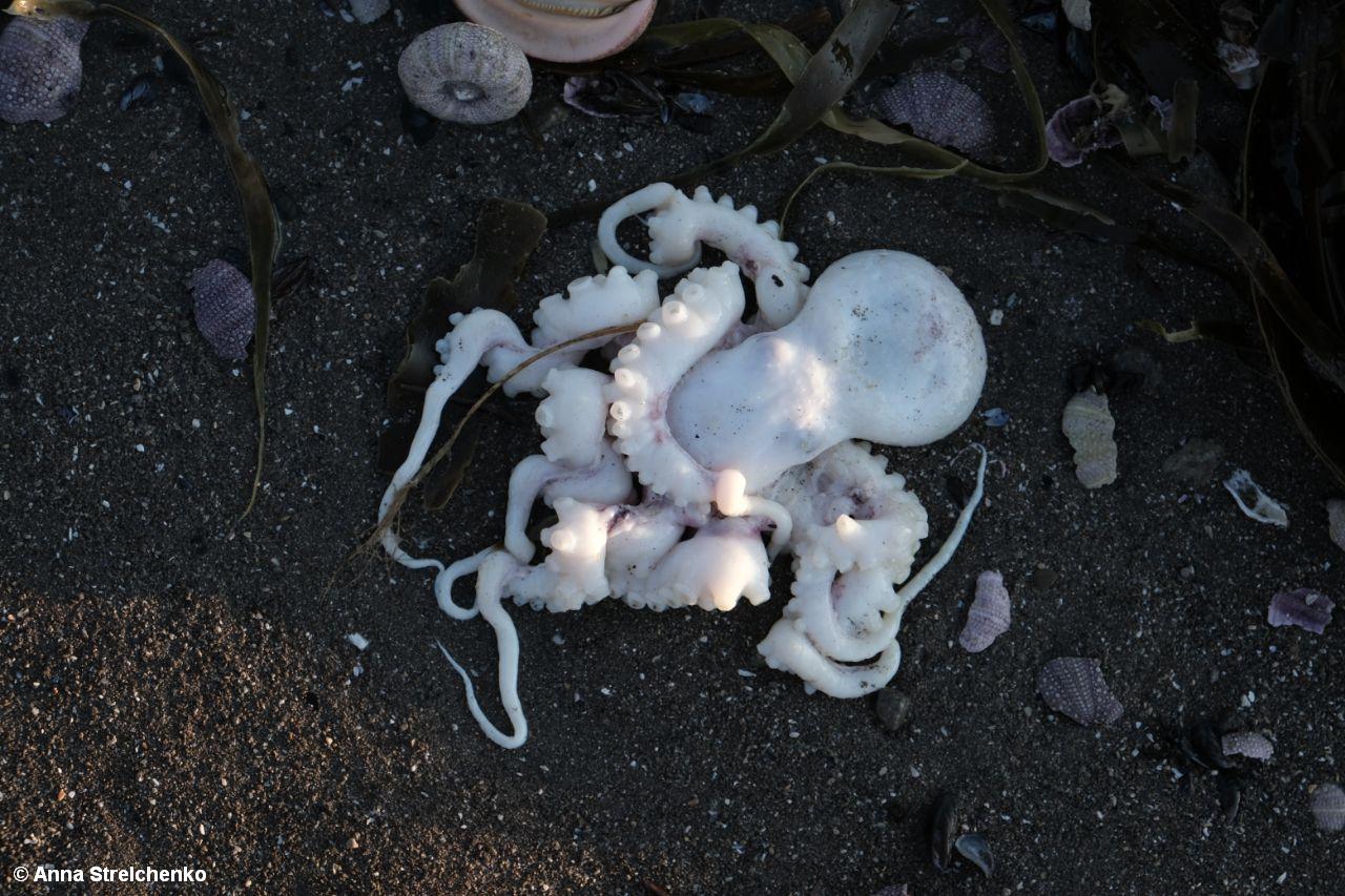 Vida marina muerta II