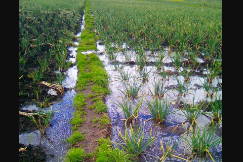 Cultivos de cebolla afectados por las lluvias