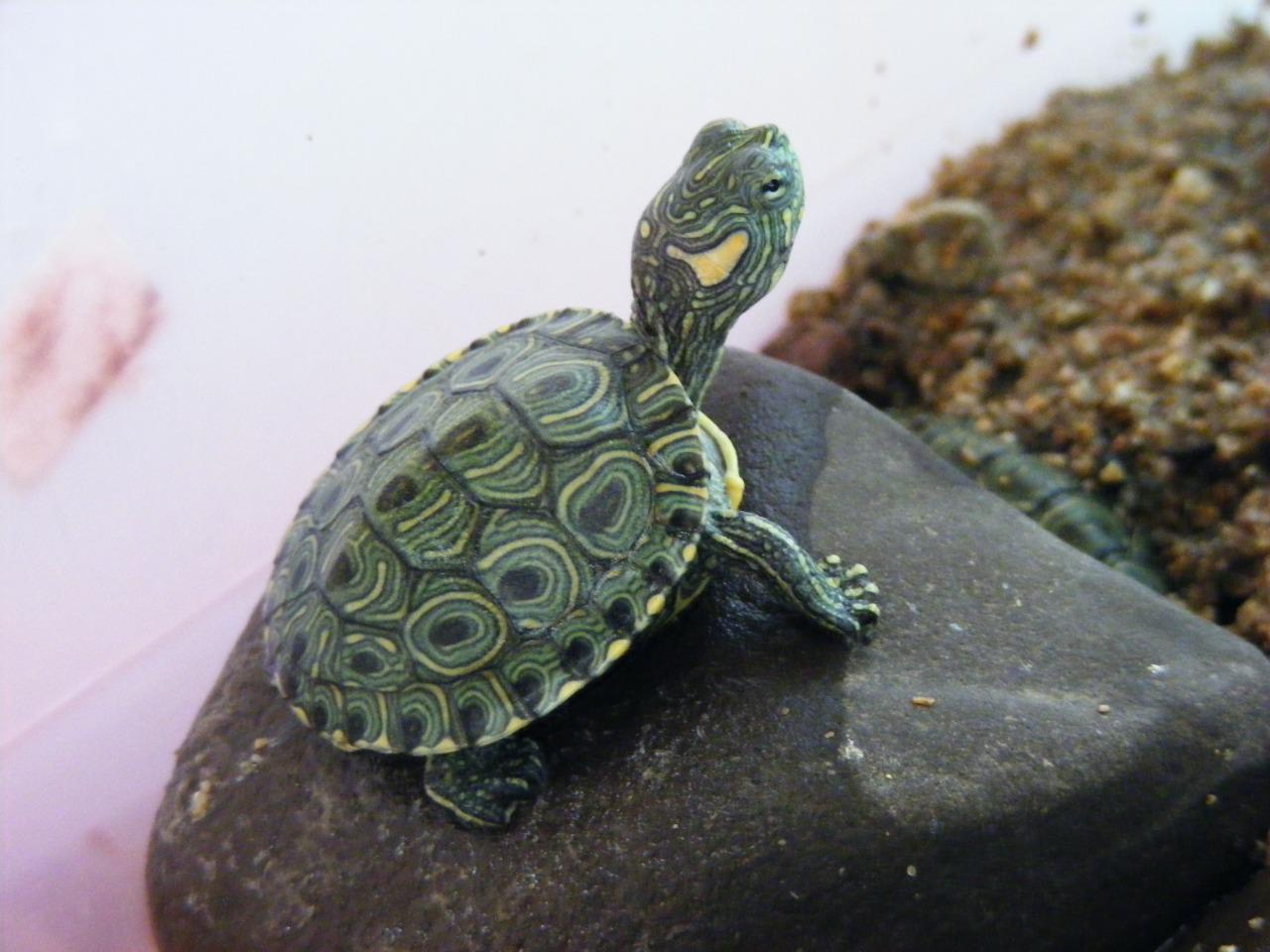 Especies recuperadas