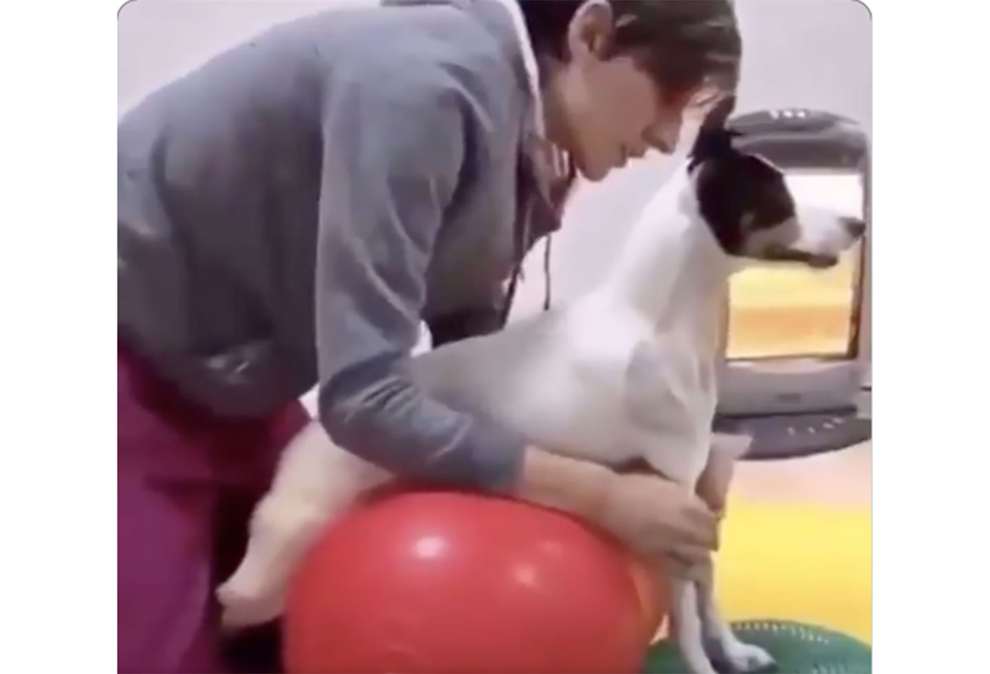Perrita rehabilitada