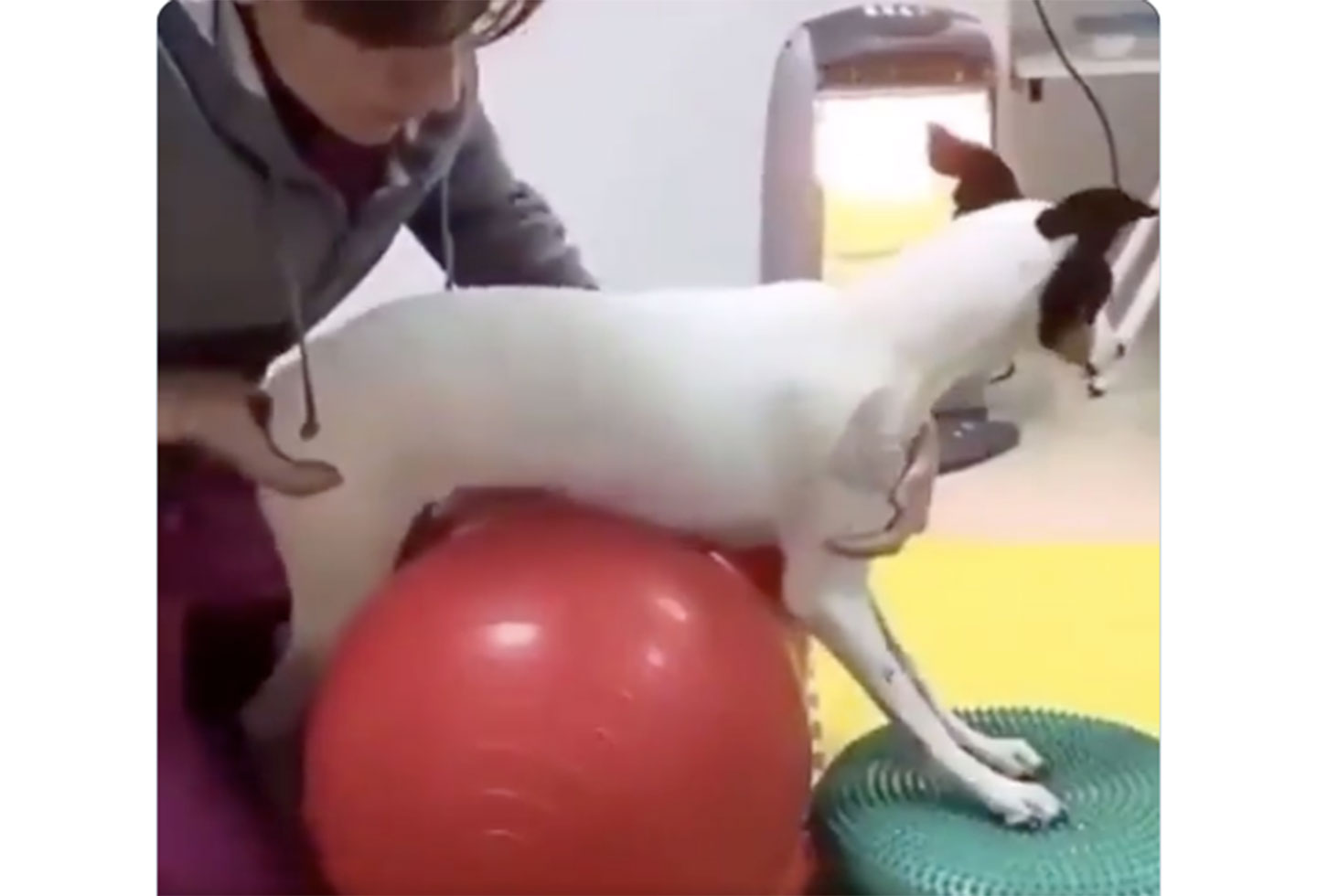 Perrita rehabilitada