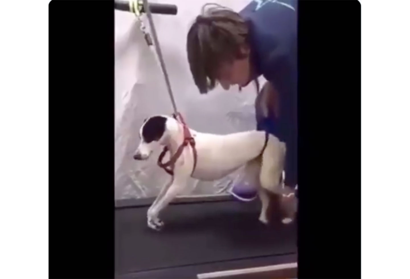Perrita rehabilitada