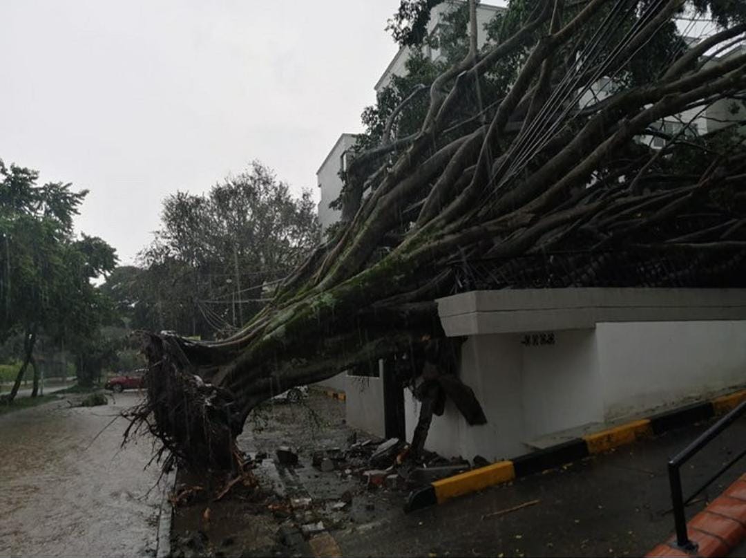 Ola invernal: 25 árboles caídos dejó vendaval en Cali | RCN Radio