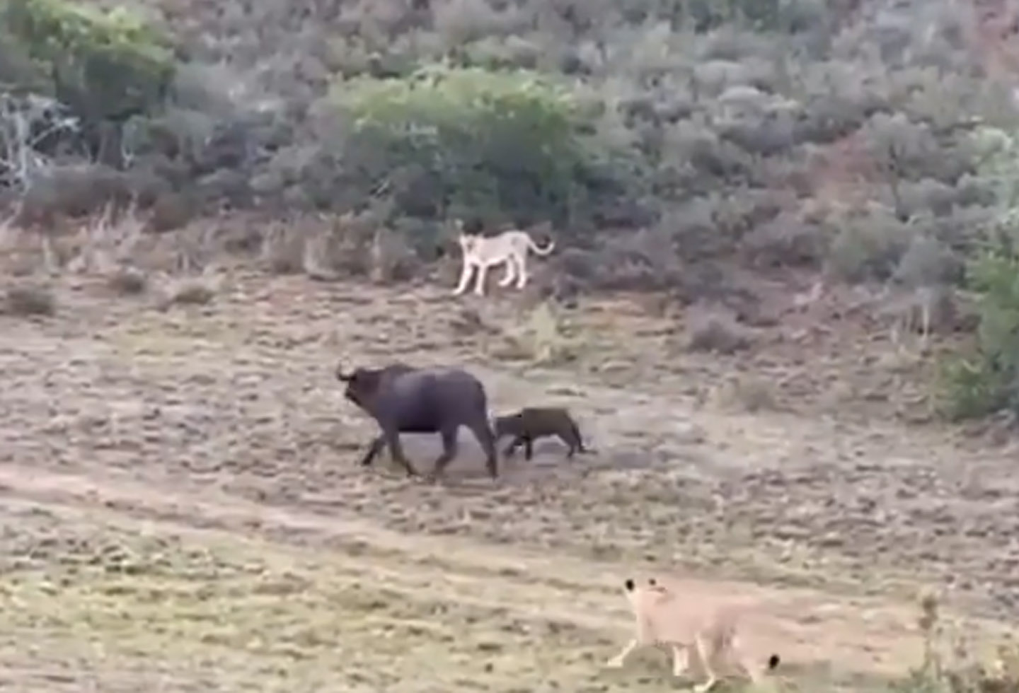 Madre búfalo salvó a su cría del ataque de leones | RCN Radio