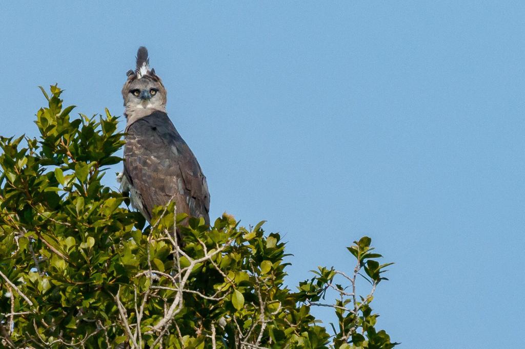 Más de 120 especies de aves fueron avistadas en los ecosistemas acuáticos y terrestres de la cuenca.