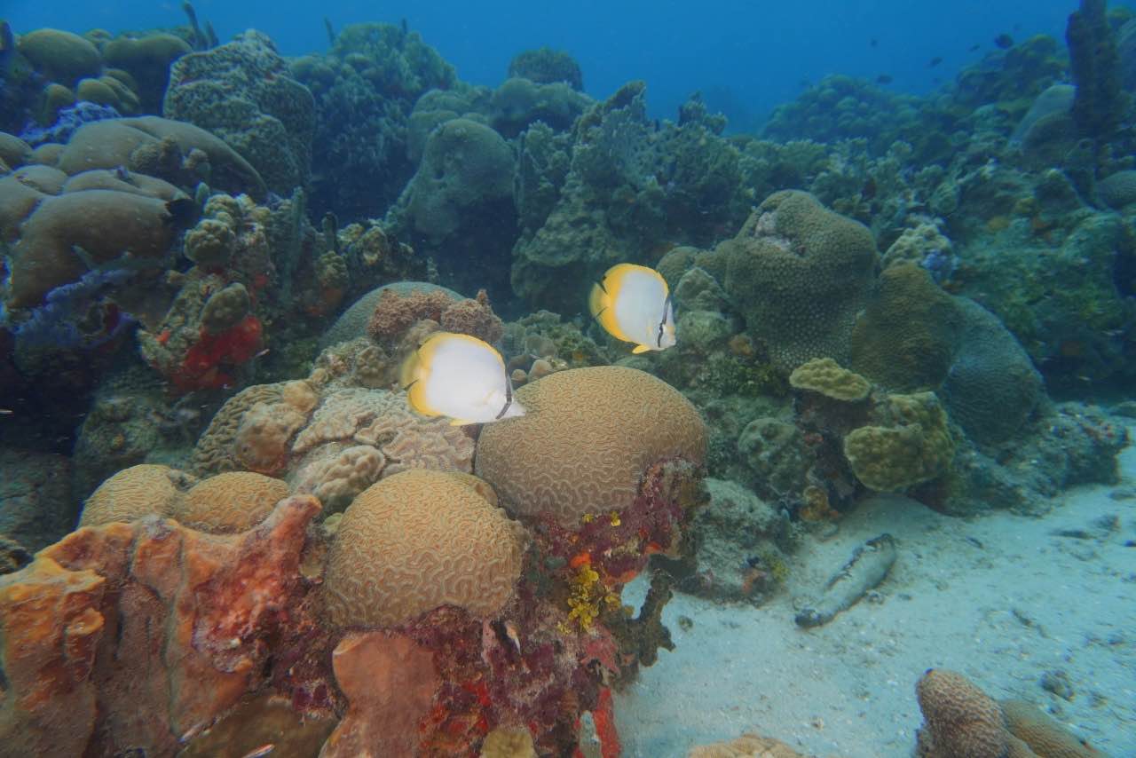 Corales.