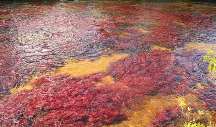 caño cristales en colombia