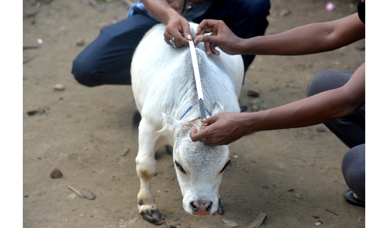 Rani, la vaca más pequeña del mundo