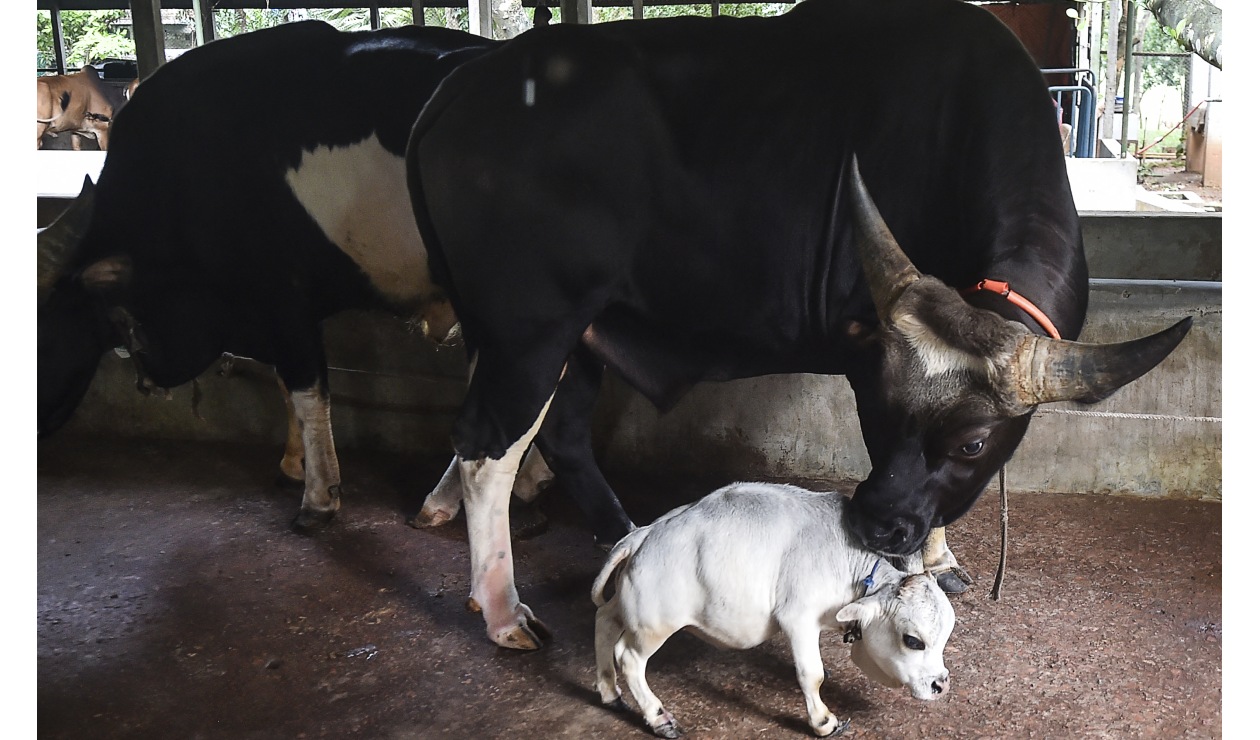 Rani, la vaca más pequeña del mundo