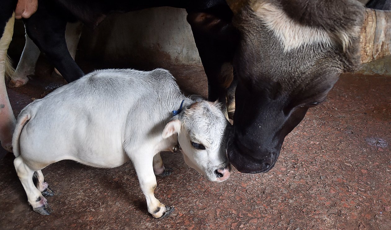 Rani es certificada como la vaca más pequeña del mundo.