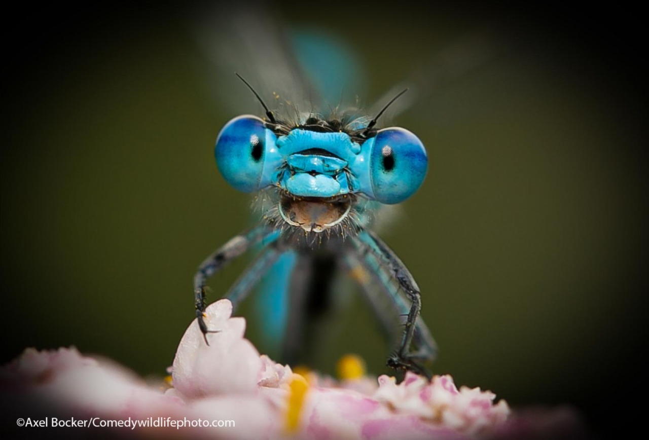 Insecto azul sonriente