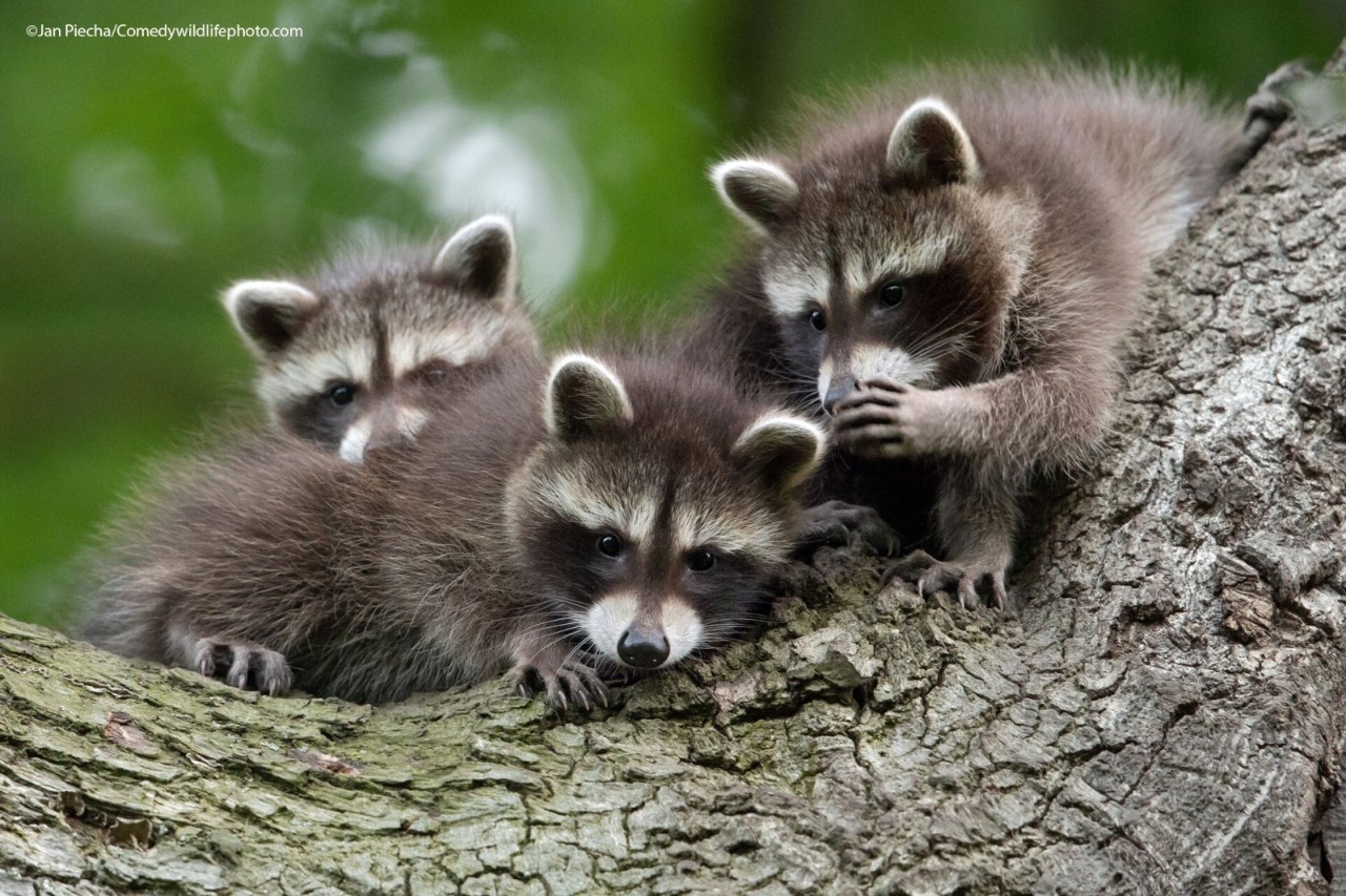 Mapaches en un árbol