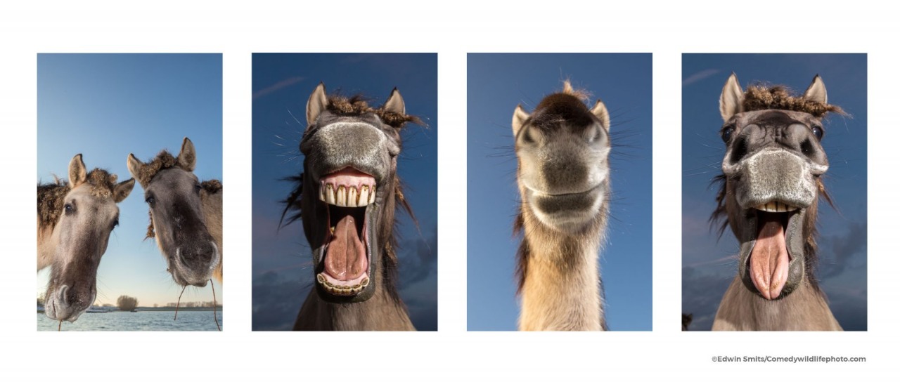 Camellos