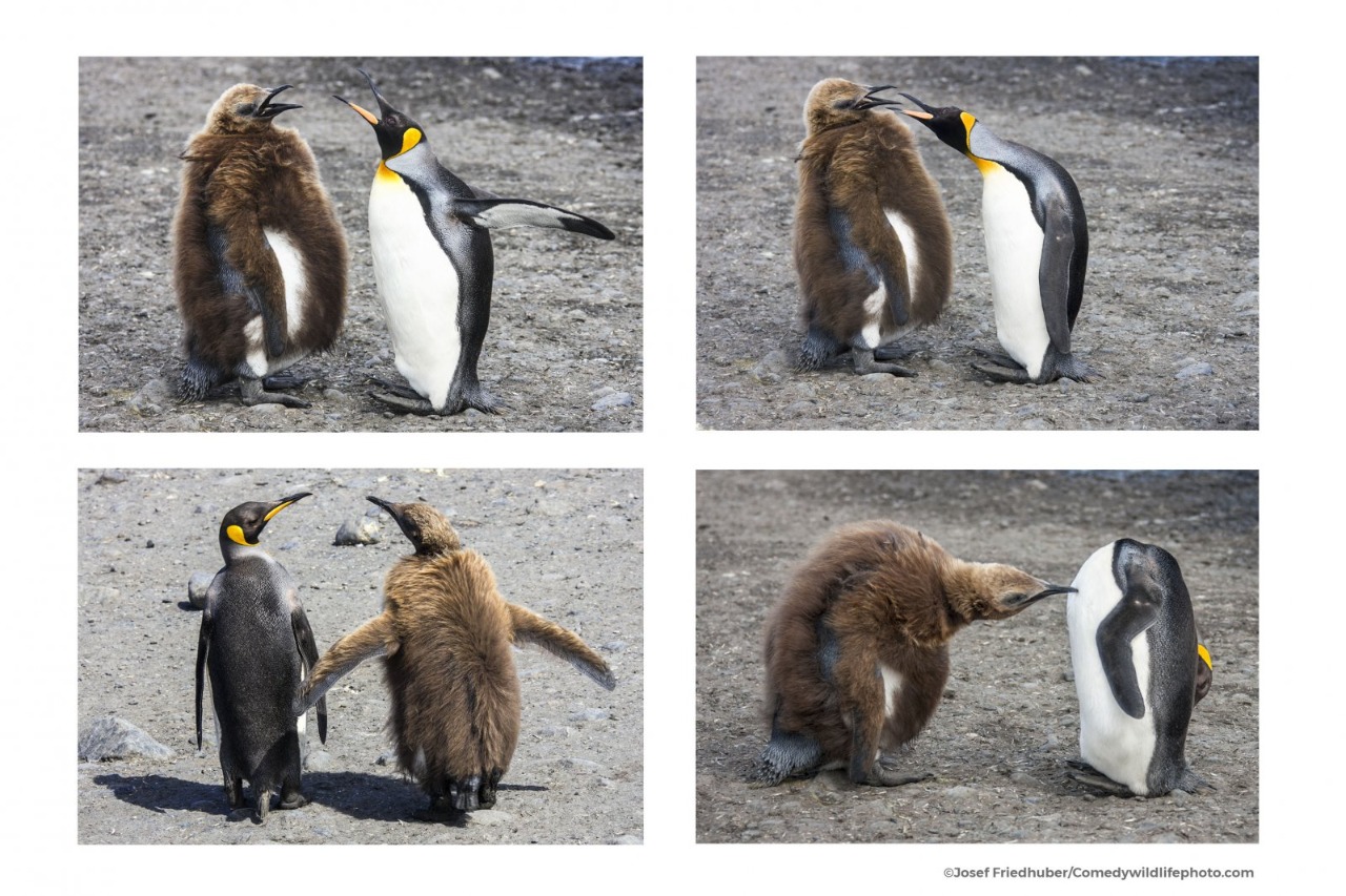 Pingüinos