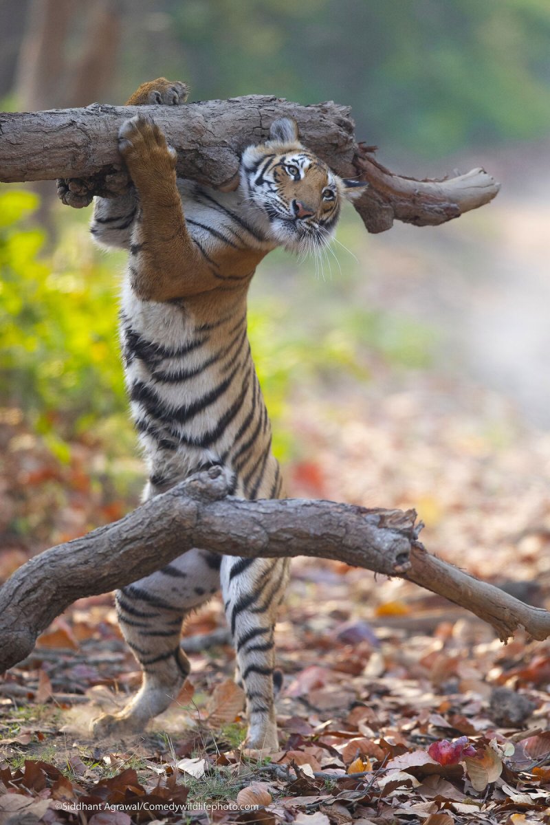 Tigre de pie