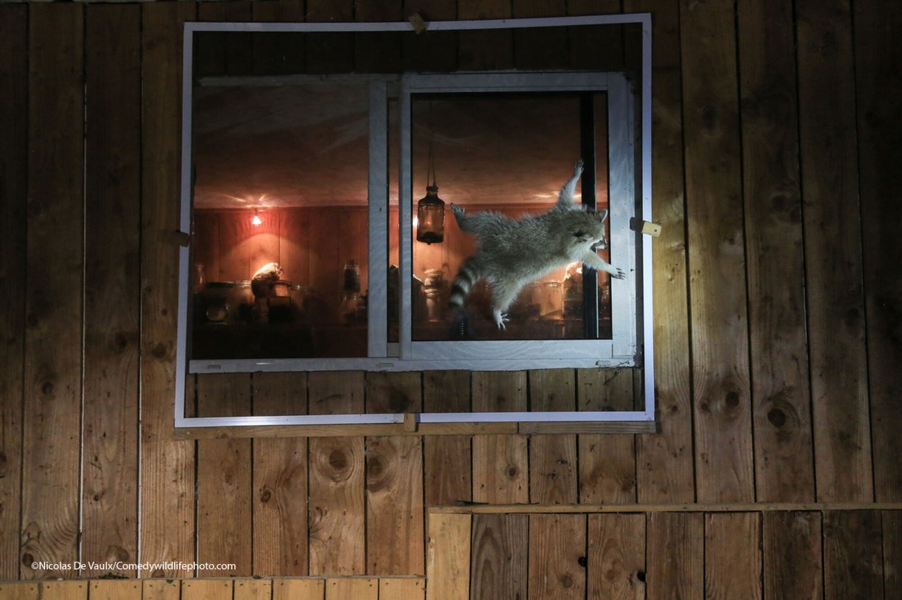 Mapache en la ventana